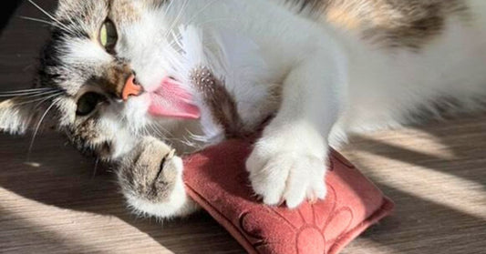 Quelle est l’utilité d’un jouet HPS aux herbes pour nos chats ? 🌿🐱