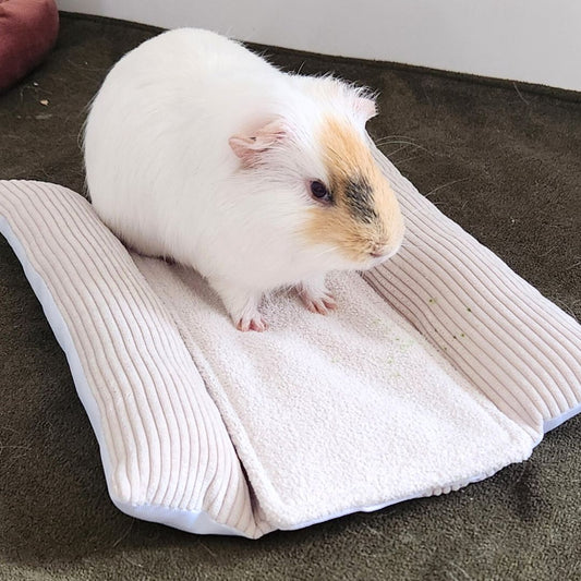 Coussin grenouille pour cochon d'inde