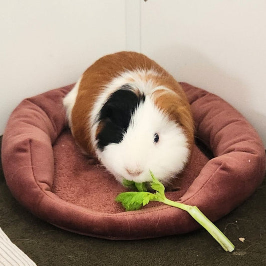 Cocon pour cochon d'inde