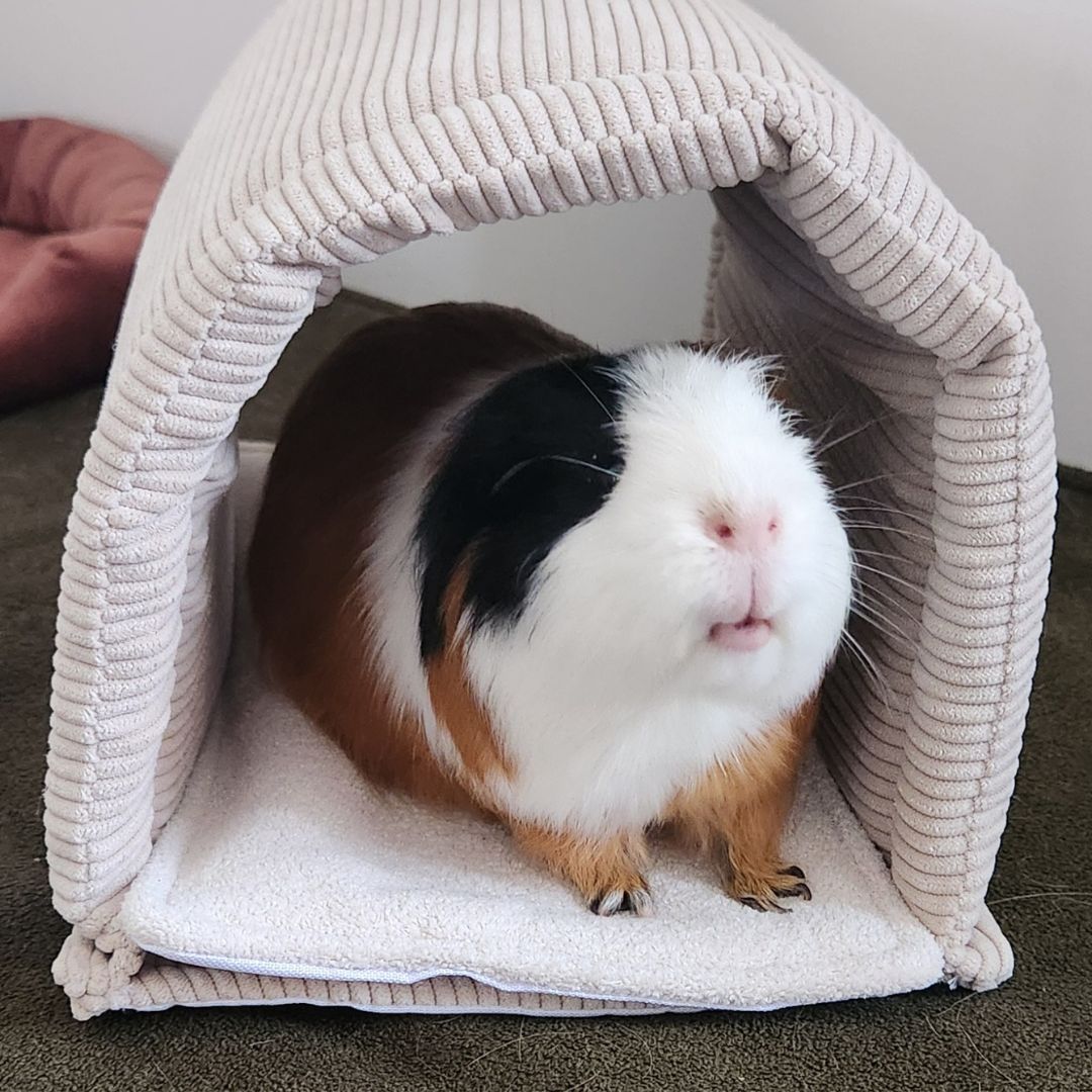 Tunnel pour cochon d'inde