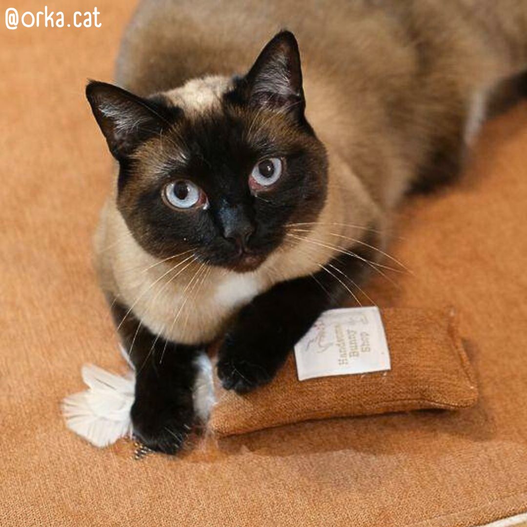 Joujou pour chat - Lainage