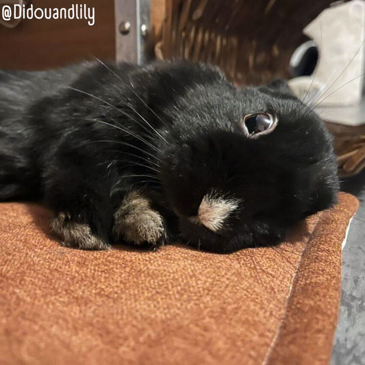 Tapis de sol IMPERMEABLE - Lainage