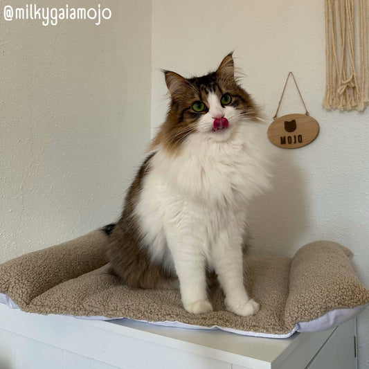 Coussin Grenouille EXTRA LARGE pour Chat