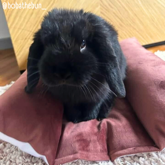 Coussin Grenouille Imperméable SOLO - Velours lisse