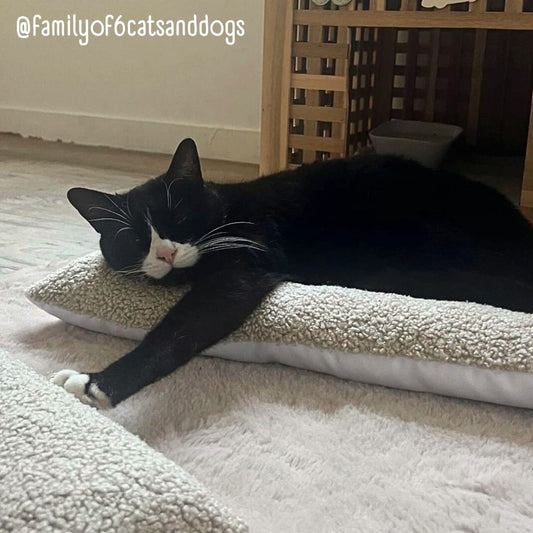 Coussin Grenouille EXTRA LARGE pour Chat