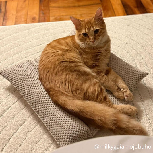 Coussin Grenouille pour Chat