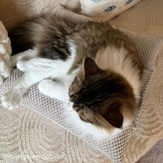 Coussin Grenouille pour Chat