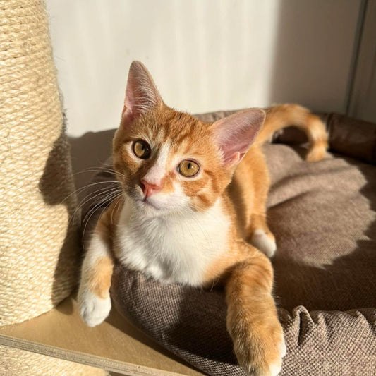 Cocon ESSENTIEL pour chat