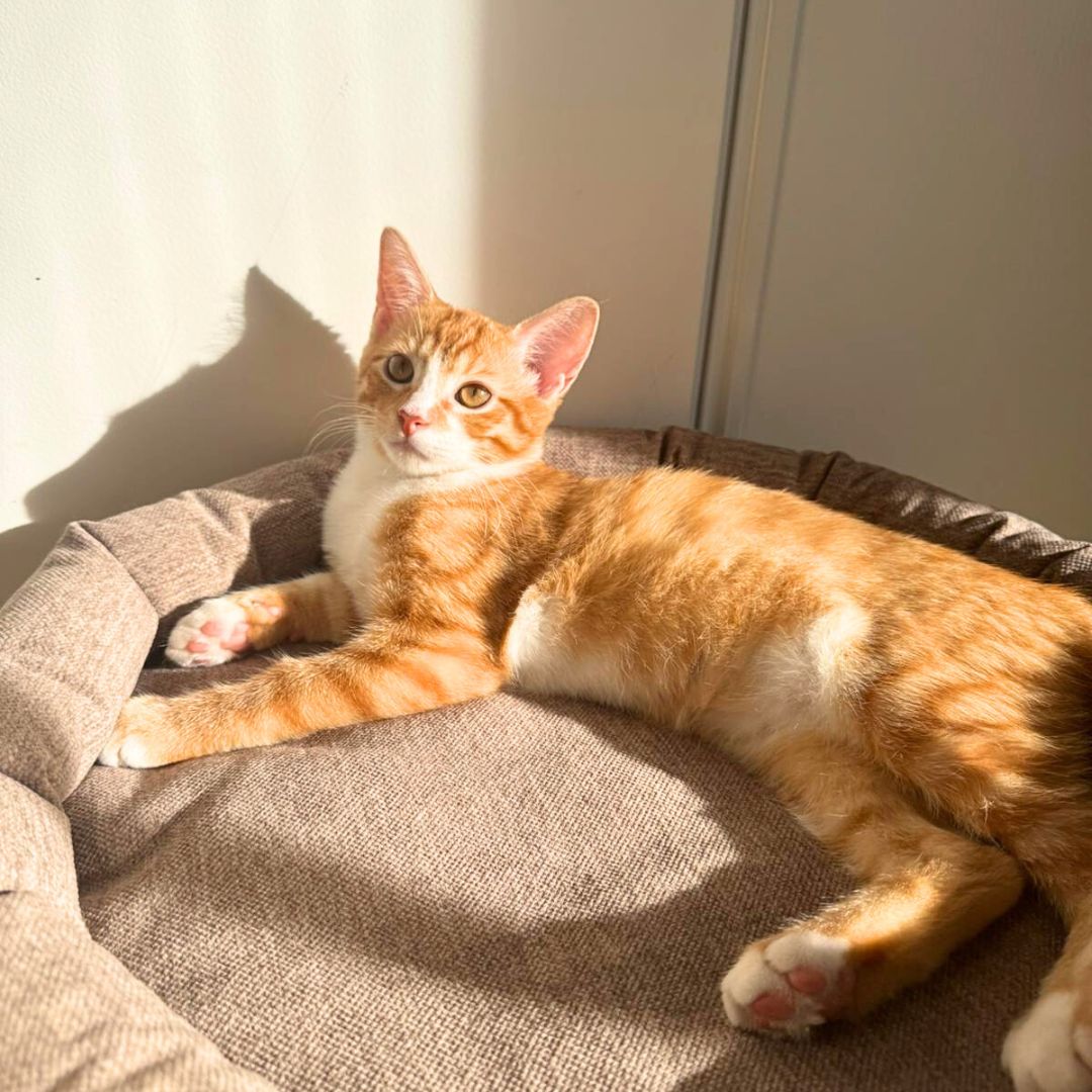 Cocon ESSENTIEL pour chat