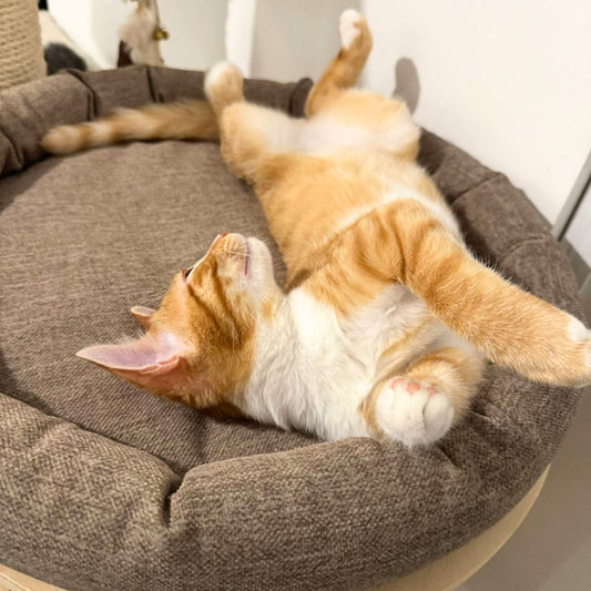 Cocon ESSENTIEL pour chat