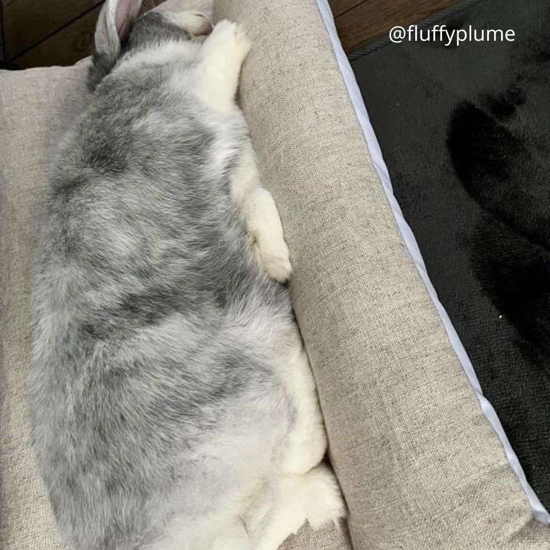 Coussin Grenouille LAPIN - Spécial été - LIN naturel
