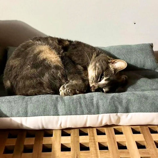 Coussin Grenouille Imperméable SOLO - Lainage