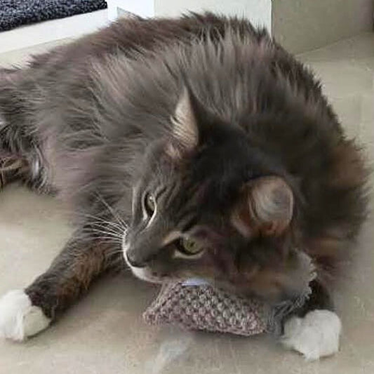 Joujou pour chat - Velours nid d'abeille