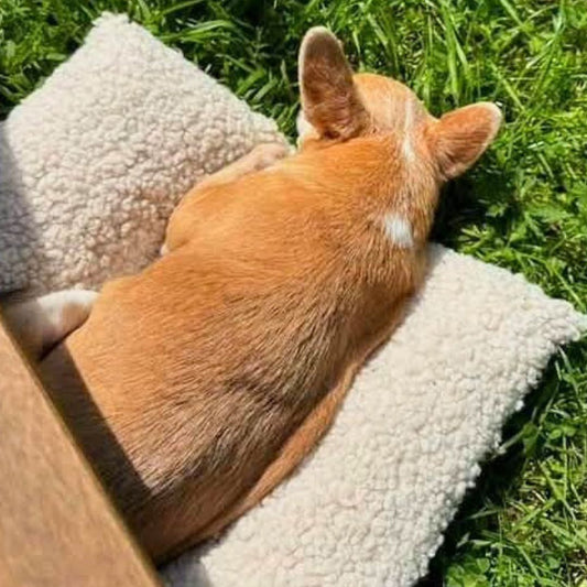 Coussin Grenouille Imperméable SOLO - Moumoute