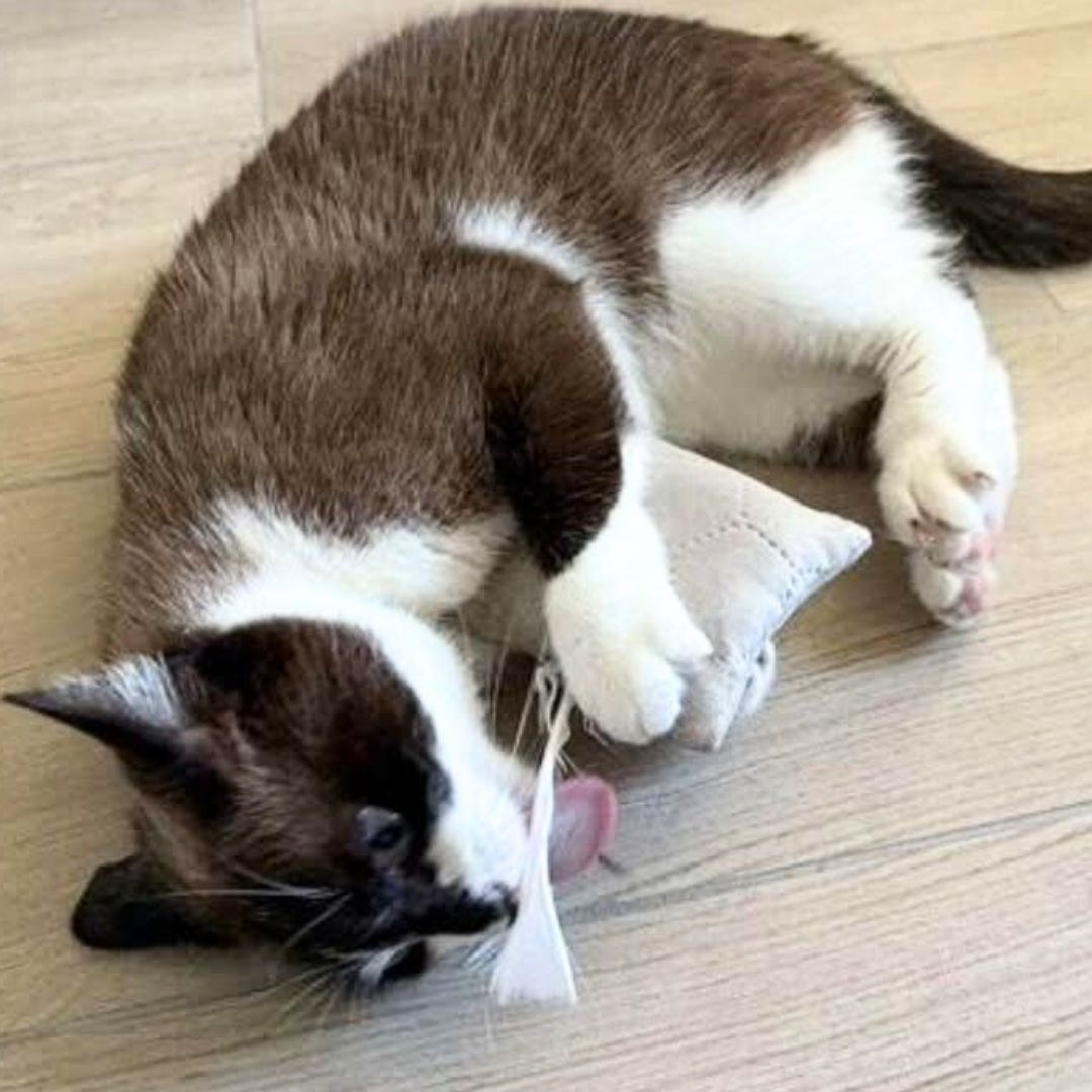 Joujou pour chat - Velours quadrillé