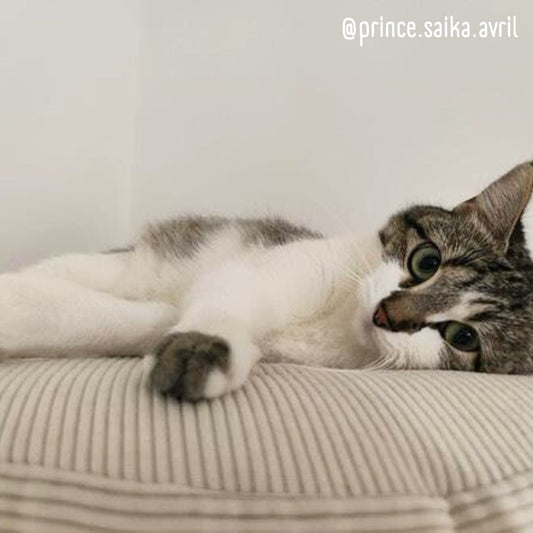 WATERPROOF Coral Frog Cushion