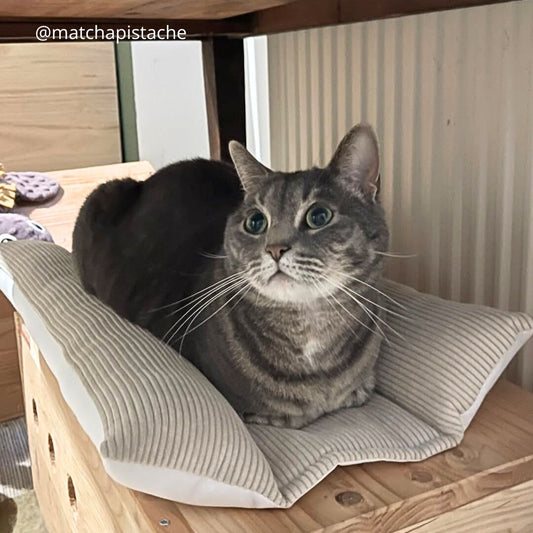 Coussin Grenouille Imperméable SOLO - Velours Côtelé