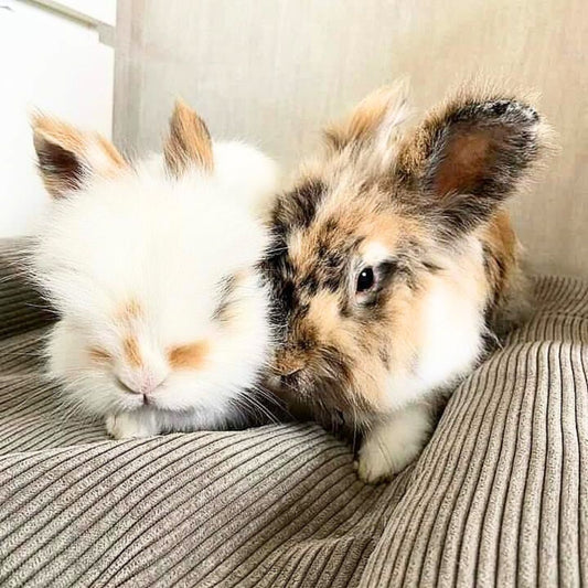 Coussin Grenouille en U Imperméable - DUO