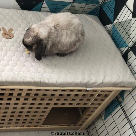 Frog cushion in eucalyptus velvet WATERPROOF