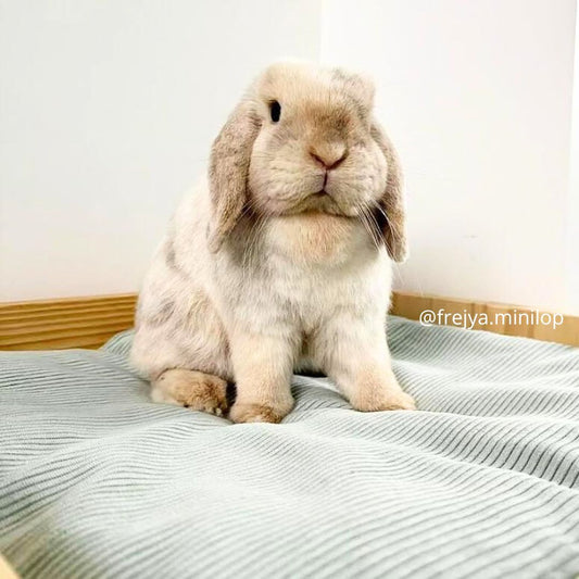 Tapis de sol IMPERMEABLE - Velours côtelé