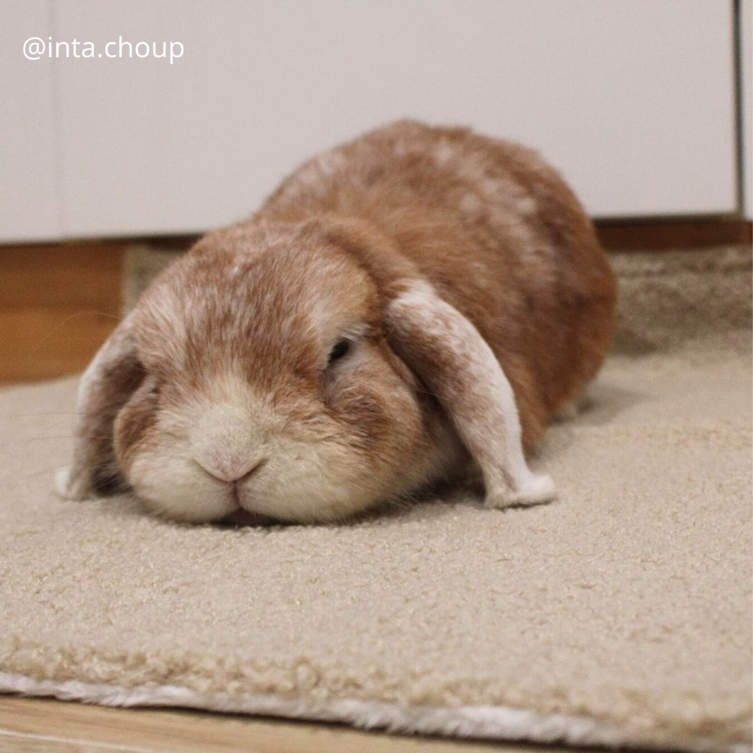 Couverture Moumoute et polaire effet fourrure blanche