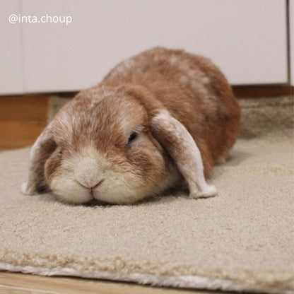 Couverture Moumoute et polaire effet fourrure blanche