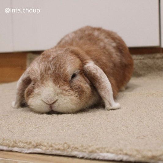 Couverture Moumoute et polaire effet fourrure blanche