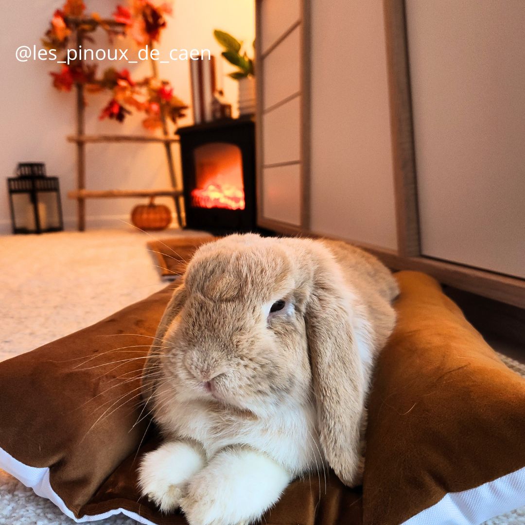 Coussin Grenouille Imperméable SOLO - Velours lisse