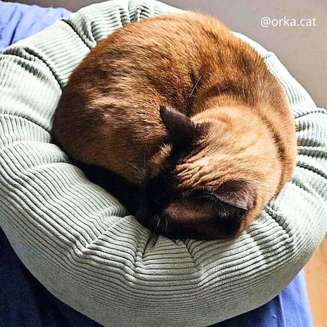 Cocon pour chat