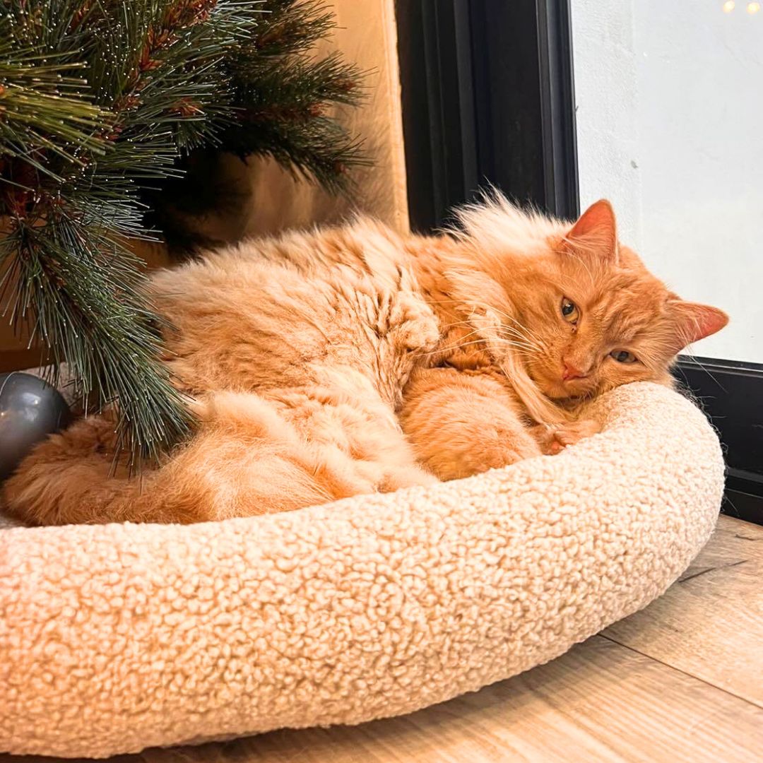 Cocon ESSENTIEL pour chat