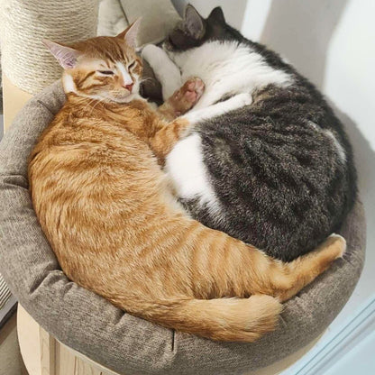 Cocon ESSENTIEL pour chat