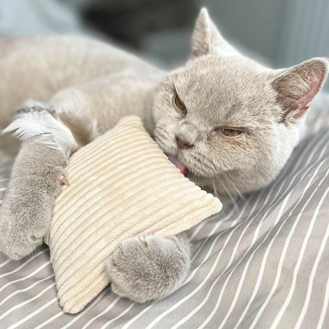 Joujou pour chat - Velours côtelé