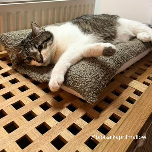 Coussin Grenouille pour Chat