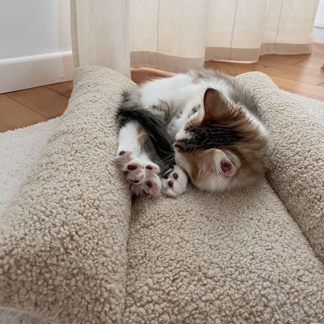 Coussin Grenouille Imperméable SOLO - Moumoute